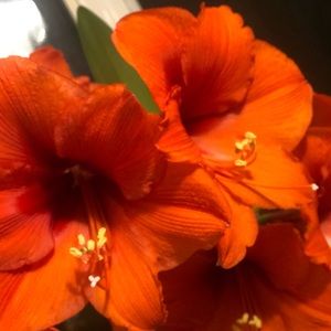 Meet your Posher, Shy